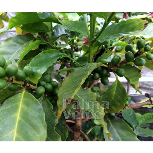 Eetbare tuin-edible garden Coffea arabica - Coffee plant