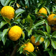 Eetbare tuin-edible garden Citrus Yuzu