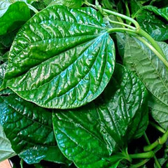 Eetbare tuin-edible garden Piper sarmentosum - Vietnamese leaf pepper