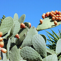 Woestijn-desert Opuntia ficus indica - Vijgcactus