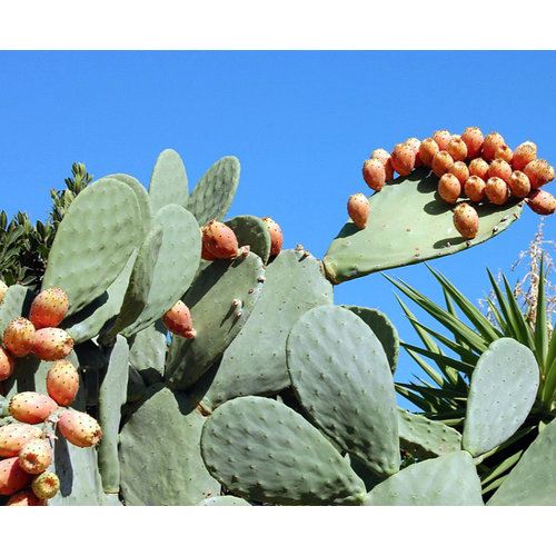 Woestijn-desert Opuntia vulgaris - Prickly pear cactus