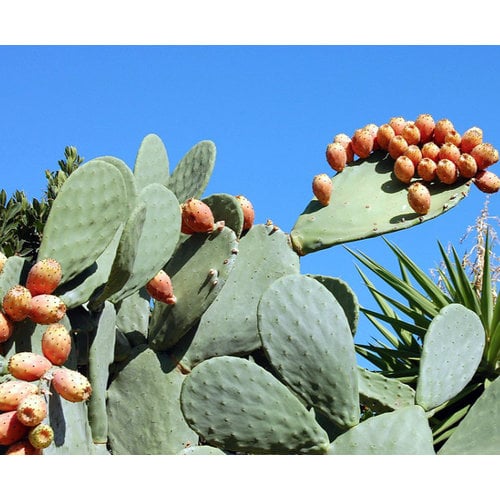 Woestijn-desert Opuntia vulgaris - Vijgcactus