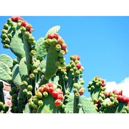 Woestijn-desert Opuntia vulgaris - Prickly pear cactus