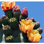 Woestijn-desert Opuntia vulgaris - Prickly pear cactus