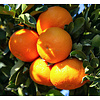 Eetbare tuin-edible garden Citrus clementina - Clementine tree