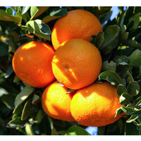 Eetbare tuin-edible garden Citrus clementina - Agrumes Clémentine