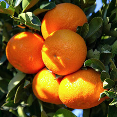 Eetbare tuin-edible garden Citrus clementina - Clementine tree