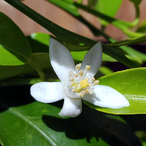 Eetbare tuin-edible garden Citrus clementina - Clementine tree