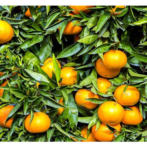 Eetbare tuin-edible garden Citrus clementina - Clementineboom