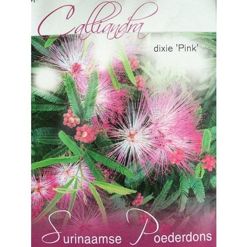 Bloemen-flowers Calliandra Dixi Pink