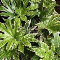 Blad-leaf Fatsia japonica "Spiders Web" -Japanese finger plant "Spiders Web"