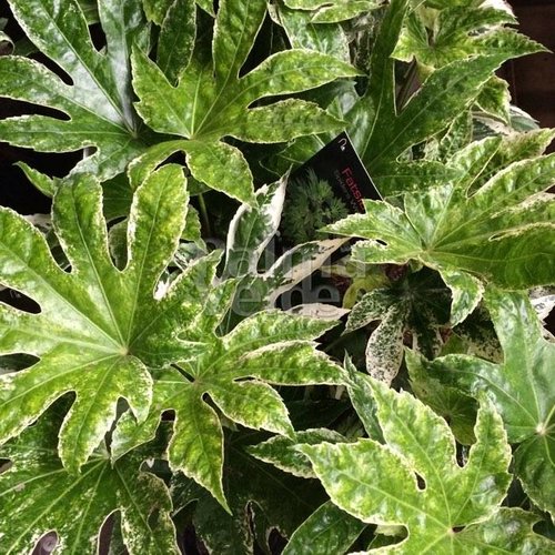 Blad-leaf Fatsia japonica Spiders Web - Japanese finger plant