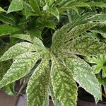 Blad-leaf Fatsia japonica "Spiders Web" - Aralia du Japon marbré de blanc
