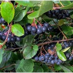 Eetbare tuin-edible garden Aronia melanocarpa - Zwarte appelbes