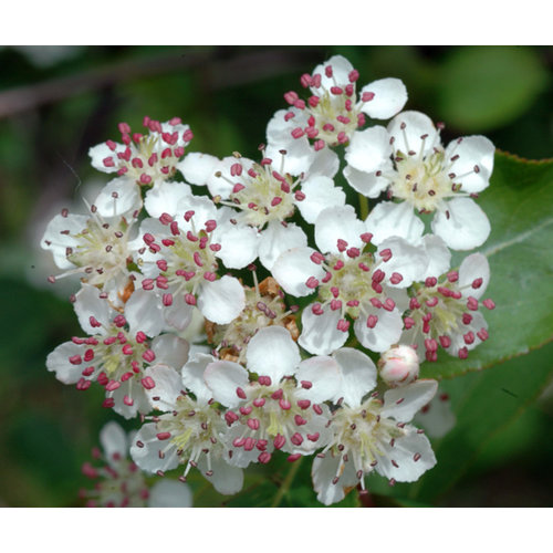 Eetbare tuin-edible garden Aronia melanocarpa - Black chokeberry