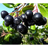Eetbare tuin-edible garden Aronia melanocarpa - Black chokeberry