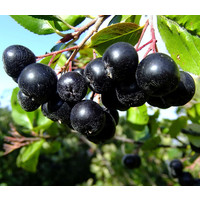 Eetbare tuin-edible garden Aronia melanocarpa - Aronia noir