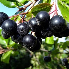 Eetbare tuin-edible garden Aronia melanocarpa - Aronia noir