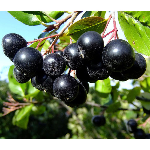 Eetbare tuin-edible garden Aronia melanocarpa - Black chokeberry