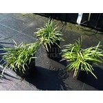 Blad-leaf Ophiopogon japonicus Minor - Muguet du Japon
