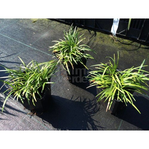 Blad-leaf Ophiopogon japonicus Minor - Muguet du Japon