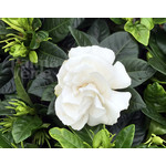 Bloemen-flowers Gardenia jasminoides Grandiflora - Cape jasmine