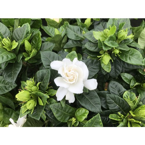 Bloemen-flowers Gardenia jasminoides Grandiflora - Cape jasmine