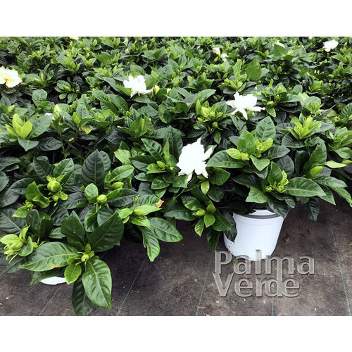 Bloemen-flowers Gardenia jasminoides Grandiflora - Cape jasmine