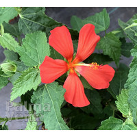 Bloemen-flowers Pavonia missiomum - Rode kaasjeskruid