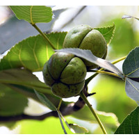 Eetbare tuin-edible garden Carya ovata - Noyer blanc