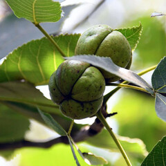 Eetbare tuin-edible garden Carya ovata - Shagbark hickory