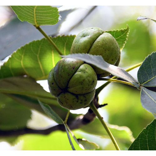 Eetbare tuin-edible garden Carya ovata - Shagbark hickory