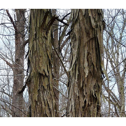 Eetbare tuin-edible garden Carya ovata - Shagbark hickory