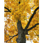 Eetbare tuin-edible garden Carya ovata - Noyer blanc