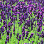 Bloemen-flowers Lavandula angustifolia Hidcote - Lavendel