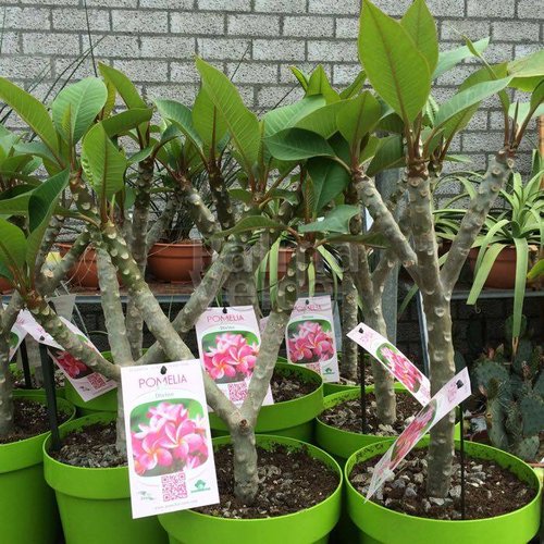 Bloemen-flowers Plumeria rubra Xanadu - Frangipani - Temple tree