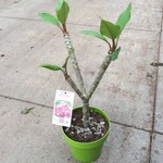 Bloemen-flowers Plumeria rubra Xanadu - Frangipani - Temple tree