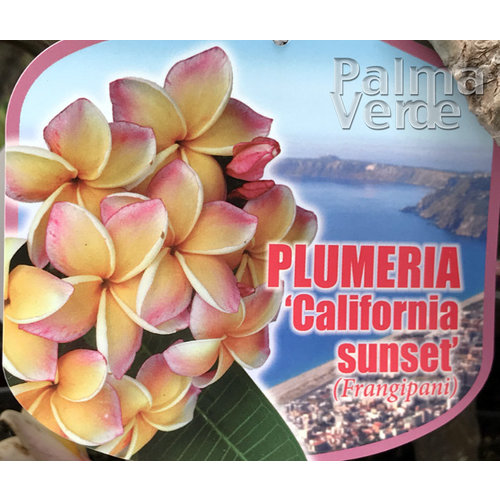 Bloemen-flowers Plumeria rubra California Sunset - Frangipani - Tempelboom