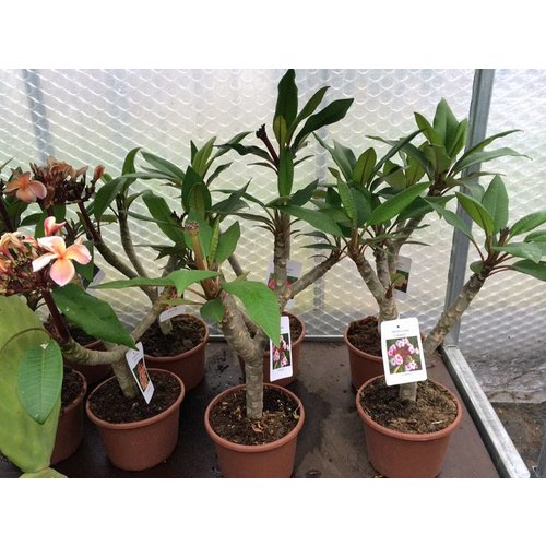 Bloemen-flowers Plumeria rubra Inca Gold - Frangipani - Temple tree