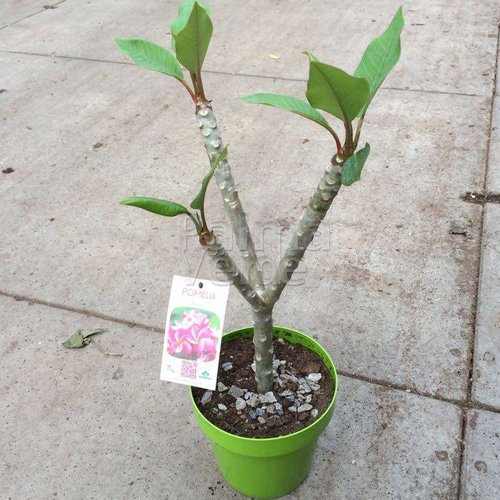 Bloemen-flowers Plumeria rubra Inca Gold - Frangipani - Temple tree