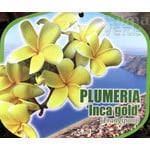 Bloemen-flowers Plumeria rubra Inca Gold - Frangipani - Tempelboom