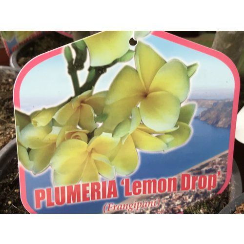 Bloemen-flowers Plumeria rubra Lemon Drop - Frangipani - Temple tree