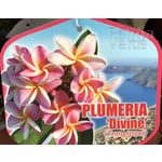Bloemen-flowers Plumeria rubra Divine - Frangipani - Tempelboom