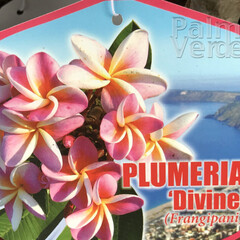 Bloemen-flowers Plumeria rubra Divine - Frangipani - Temple tree