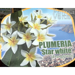 Bloemen-flowers Plumeria rubra Star White - Frangipani - Temple tree
