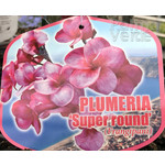 Bloemen-flowers Plumeria rubra Super Round - Frangipani - Temple tree