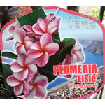 Bloemen-flowers Plumeria rubra Elsie - Frangipani - Tempelboom