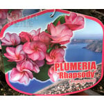 Bloemen-flowers Plumeria rubra Rhapsody - Frangipani - Tempelboom