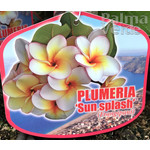 Bloemen-flowers Plumeria rubra Sun Splash - Frangipani - Temple tree