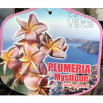 Bloemen-flowers Plumeria rubra Mystique - Frangipani - Tempelboom